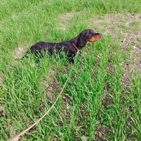 https://chiens-de-france.com/photo/chiens/2026_04/tn200/TN200_2026041610040969e097f98ea4d.jpg