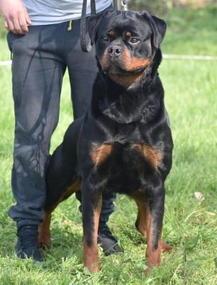 https://chiens-de-france.com/photo/chiens/2026_04/tn200/TN200_2026041610445969e0a18bd92a8.jpg