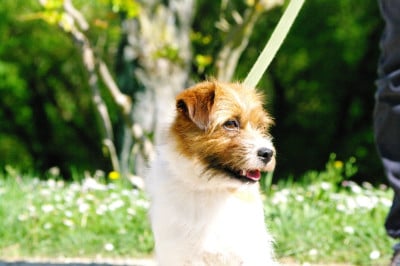 https://chiens-de-france.com/photo/chiens/2026_04/tn200/TN200_2026041613570069e0ce8c86cc2.jpg