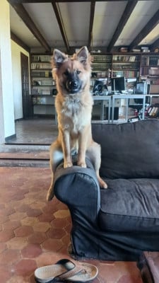 https://chiens-de-france.com/photo/chiens/2026_04/tn200/TN200_2026041614361769e0d7c1d5415.jpg
