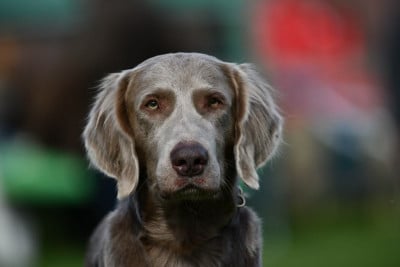 CH. Adventure Awaits You Silent Storm