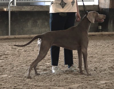 https://chiens-de-france.com/photo/chiens/2026_04/tn200/TN200_2026041619192769e11a1fe3a25.jpg