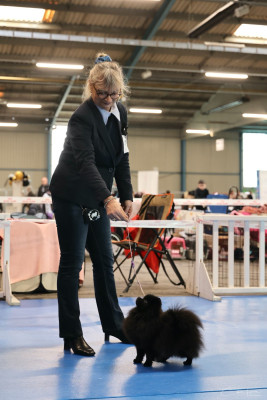 https://chiens-de-france.com/photo/chiens/2026_04/tn200/TN200_2026041712114169e2075d658b8.jpg