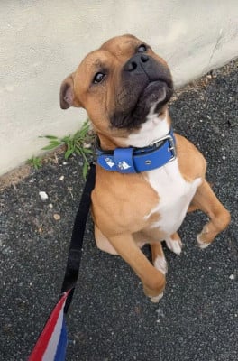 Ulysse (Sans Affixe)