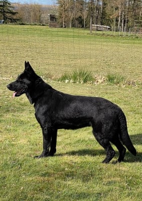 https://chiens-de-france.com/photo/chiens/2026_04/tn200/TN200_2026041718392969e262418476d.jpg