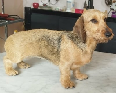https://chiens-de-france.com/photo/chiens/2026_04/tn200/TN200_2026041720544069e281f09c45f.jpg