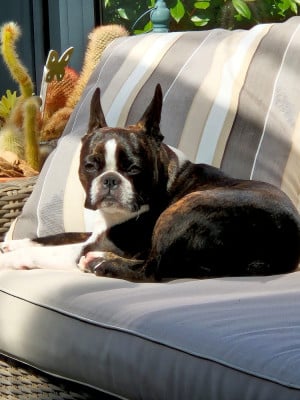 https://chiens-de-france.com/photo/chiens/2026_04/tn200/TN200_2026041820053669e3c7f0760e6.jpg