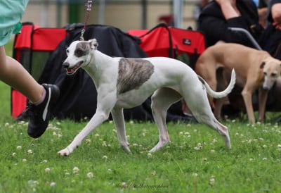 https://chiens-de-france.com/photo/chiens/2026_04/tn200/TN200_2026041919181969e50e5beff0d.jpg