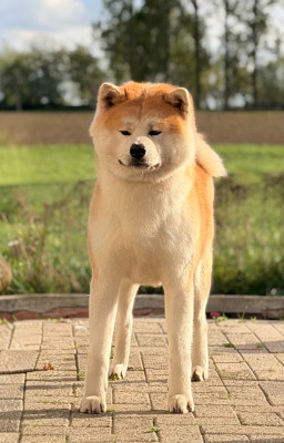 Gaikan go di bordakitainu kensha