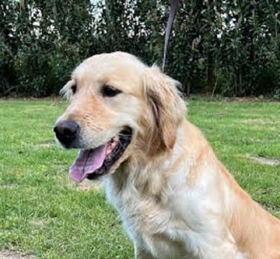 https://chiens-de-france.com/photo/chiens/2026_04/tn200/TN200_2026042115490769e78053712d4.jpg