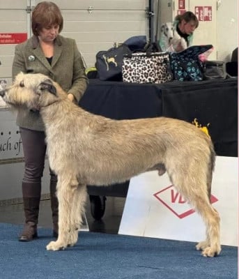 CH. Tywin des Elflines de gaelic des Elflines de gaelic