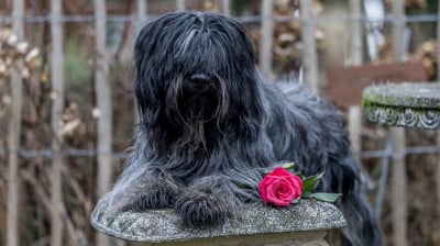 CH. ZERO TEUNTJE van de korte toren