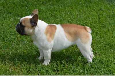 https://chiens-de-france.com/photo/chiens/2026_04/tn200/TN200_2026042122211469e7dc3ad4512.jpg