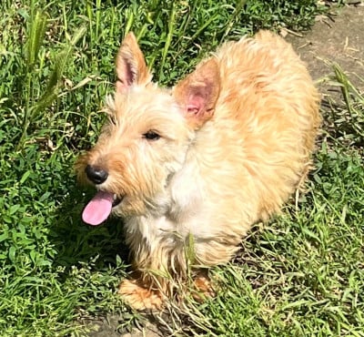 https://chiens-de-france.com/photo/chiens/2026_04/tn200/TN200_2026042219364769e9072f4c8d0.jpg