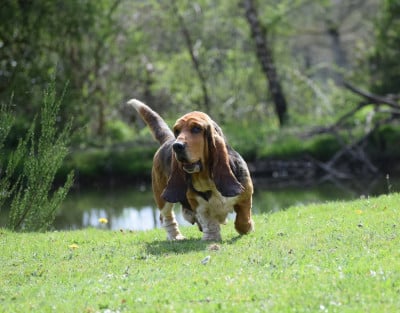 https://chiens-de-france.com/photo/chiens/2026_04/tn200/TN200_2026042310041669e9d280ef595.jpg