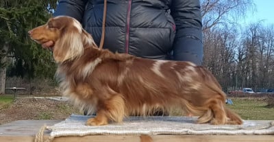 minidogland Minidogland Orpheus