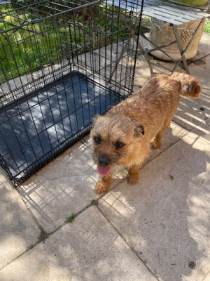 https://chiens-de-france.com/photo/chiens/2026_04/tn200/TN200_2026042412265969eb457375e1e.jpg