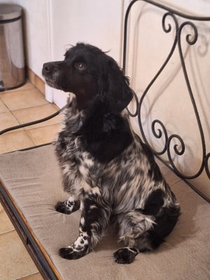 https://chiens-de-france.com/photo/chiens/2026_04/tn200/TN200_2026042415315269eb70c8de498.jpg