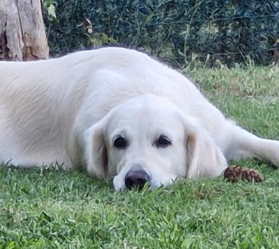 https://chiens-de-france.com/photo/chiens/2026_04/tn200/TN200_2026042415450469eb73e0350fa.jpg