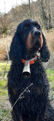 https://chiens-de-france.com/photo/chiens/2026_04/tn200/TN200_2026042418264569eb99c578aa4.jpg