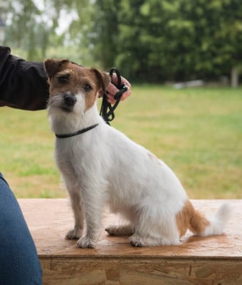 https://chiens-de-france.com/photo/chiens/2026_04/tn200/TN200_2026042420164569ebb38dc423a.jpg