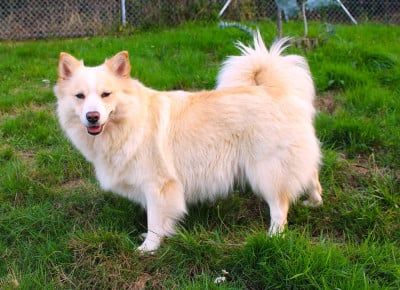 https://chiens-de-france.com/photo/chiens/2026_04/tn200/TN200_2026042609400469edc15400d30.jpg
