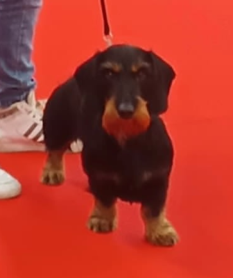 CH. ultimate des troubadours cathares Des Troubadours Cathares