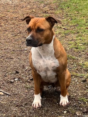 https://chiens-de-france.com/photo/chiens/2026_04/tn200/TN200_2026042818082769f0db7b1585e.jpg