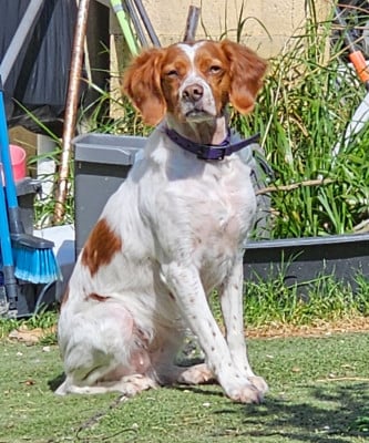 https://chiens-de-france.com/photo/chiens/2026_04/tn200/TN200_2026042910532869f1c708ed265.jpg