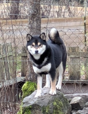 https://chiens-de-france.com/photo/chiens/2026_04/tn200/TN200_2026042912090269f1d8be41706.jpg