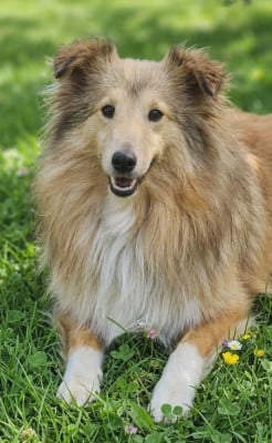 https://chiens-de-france.com/photo/chiens/2026_04/tn200/TN200_2026042912105869f1d932a0ec9.jpg