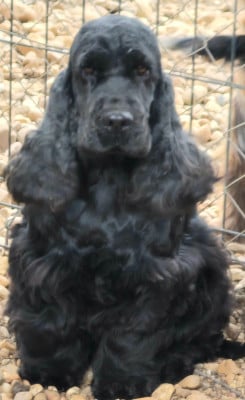 https://chiens-de-france.com/photo/chiens/2026_04/tn200/TN200_2026042914514969f1fee514f73.jpg