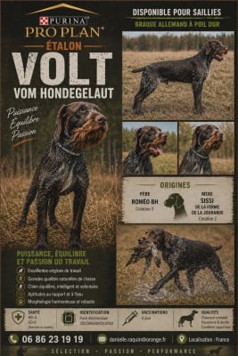Volt Vom hundegelaut