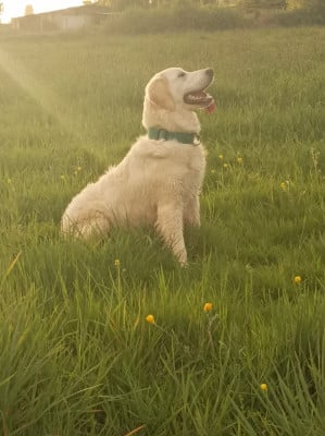 https://chiens-de-france.com/photo/chiens/2026_04/tn200/TN200_2026042917401369f2265d50fb0.jpg