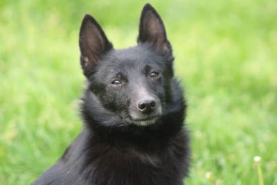 https://chiens-de-france.com/photo/chiens/2026_04/tn200/TN200_2026042917575169f22a7fa7870.jpg