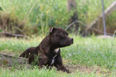 https://chiens-de-france.com/photo/chiens/2026_04/tn200/TN200_2026043011172469f31e2407fce.jpg