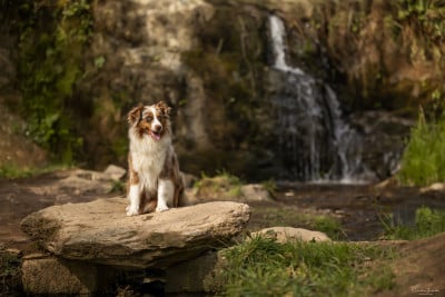 https://chiens-de-france.com/photo/chiens/2026_04/tn200/TN200_2026043011345169f3223b34b36.jpg