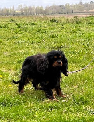 https://chiens-de-france.com/photo/chiens/2026_04/tn200/TN200_2026043014594869f35244e9ac5.jpg