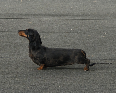 https://chiens-de-france.com/photo/chiens/2026_04/tn200/TN200_2026043015315869f359ce34bcd.png