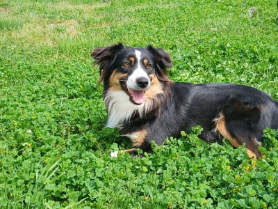 https://chiens-de-france.com/photo/chiens/2026_04/tn200/TN200_2026050210333869f5b6e203fe7.jpg
