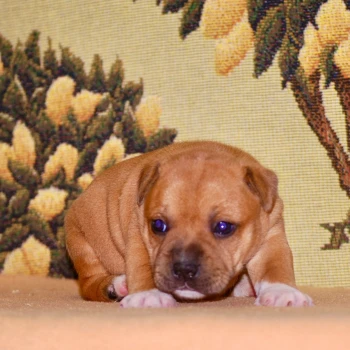https://chiens-de-france.com/photo/chiens/2026_04/tn200/TN200_2026050322205869f7ae2a62cfc.png