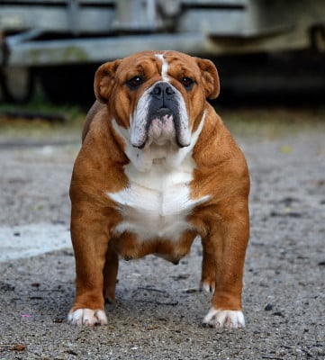 https://chiens-de-france.com/photo/chiens/2026_04/tn200/TN200_2026050413180269f8806a47e34.jpg