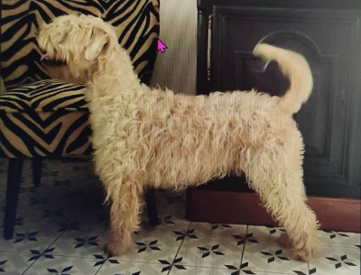 https://chiens-de-france.com/photo/chiens/2026_04/tn200/TN200_2026050422101269f8fd24313c6.jpg