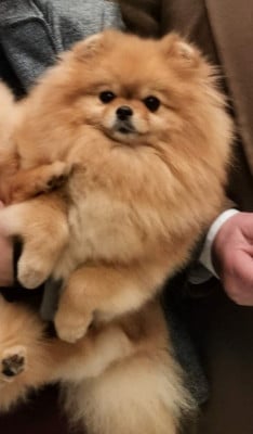 https://chiens-de-france.com/photo/chiens/2026_04/tn200/TN200_2026050511374569f9ba69790eb.jpg