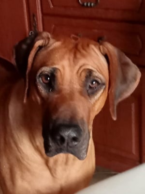 https://chiens-de-france.com/photo/chiens/2026_04/tn200/TN200_2026050911353269feffe49ba60.jpg