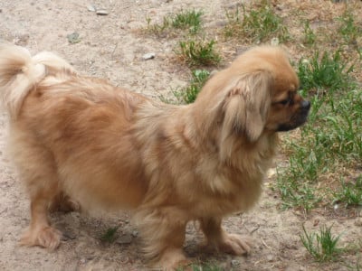 https://chiens-de-france.com/photo/chiens/2026_04/tn200/TN200_202605121705306a0341badc501.jpg