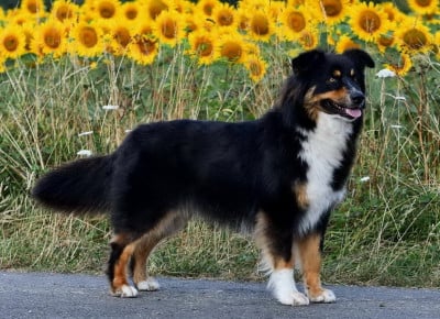 https://chiens-de-france.com/photo/chiens/2026_04/tn200/TN200_202606031133256a1ff4e5bb5cc.jpg