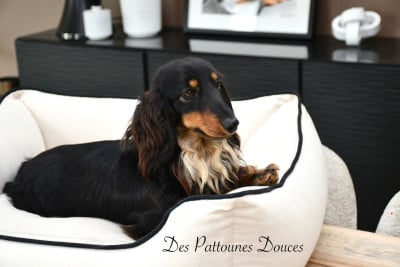 https://chiens-de-france.com/photo/chiens/2026_04/tn200/TN200_202606081133336a268c6de8459.jpg