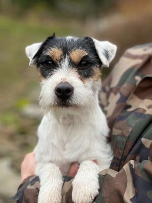 https://chiens-de-france.com/photo/chiens/2026_04/tn200/TN200_202606102327216a29d6b94bde6.jpg