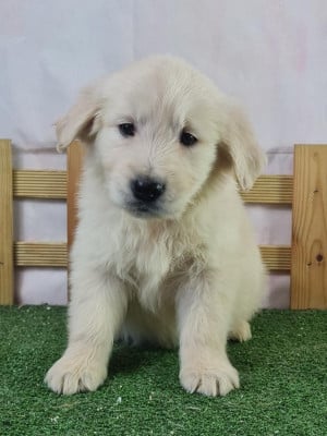 https://chiens-de-france.com/photo/chiens/2026_04/tn200/TN200_202606121642546a2c1aee8b2e0.jpg